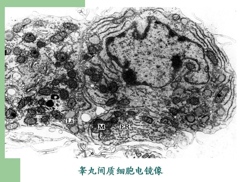 外殖系统图片家兔泄殖系统解剖图家兔泄殖系统解剖 ...