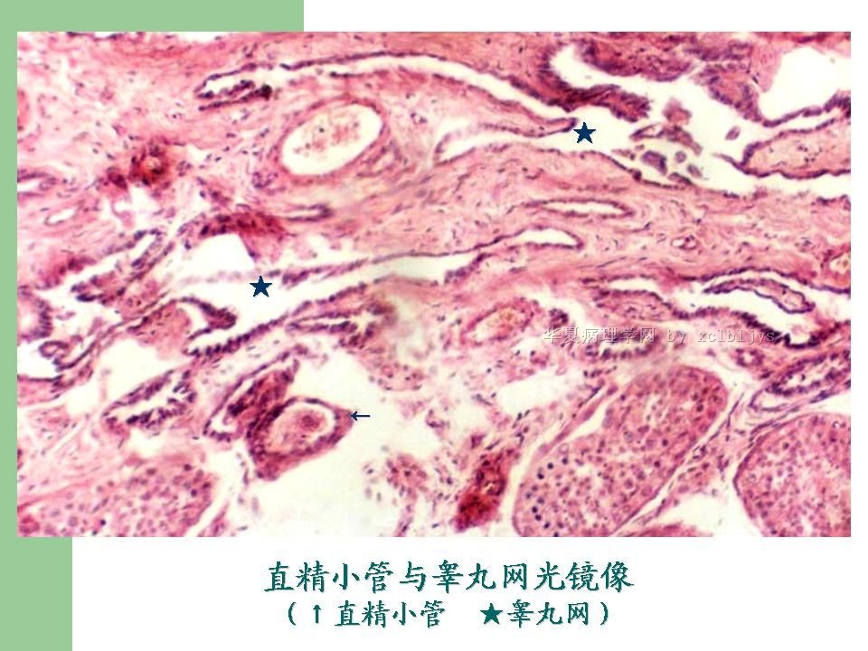 外殖系统图片家兔泄殖系统解剖图家兔泄殖系统解剖 ...