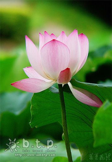 荷花（五）
