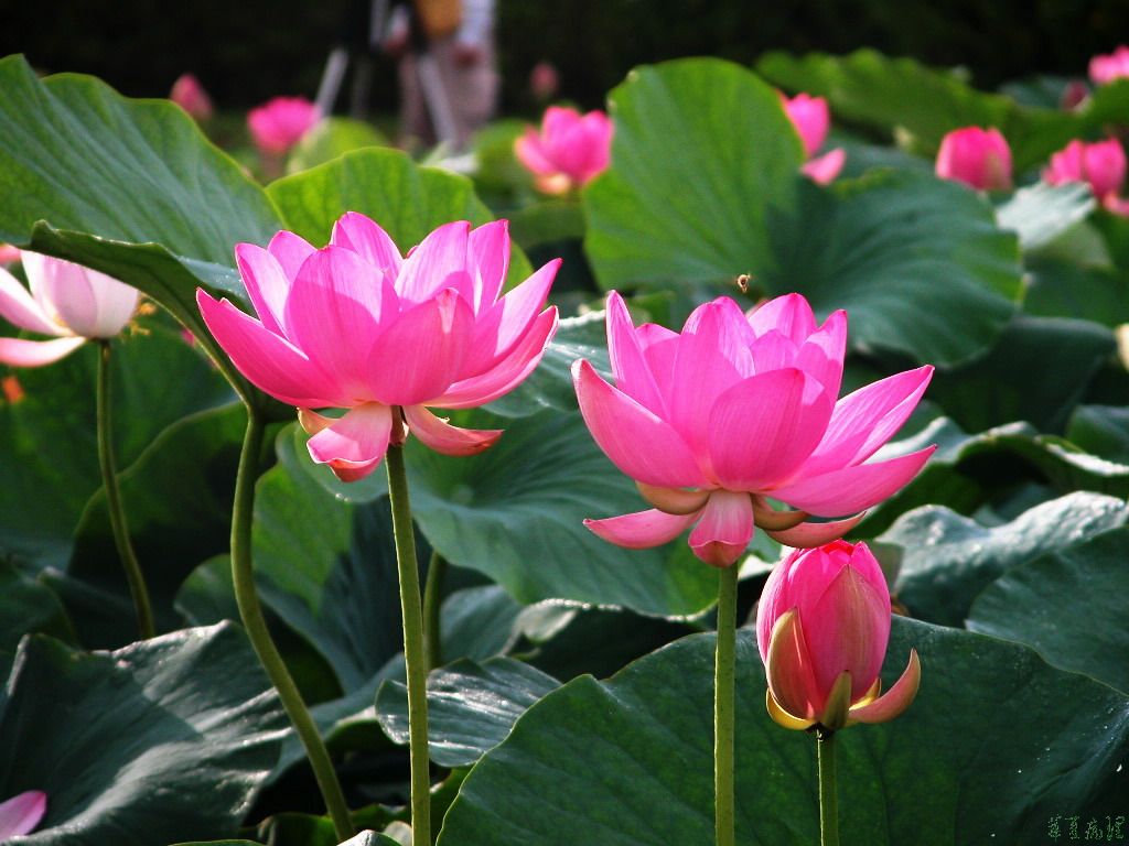 荷花（二）