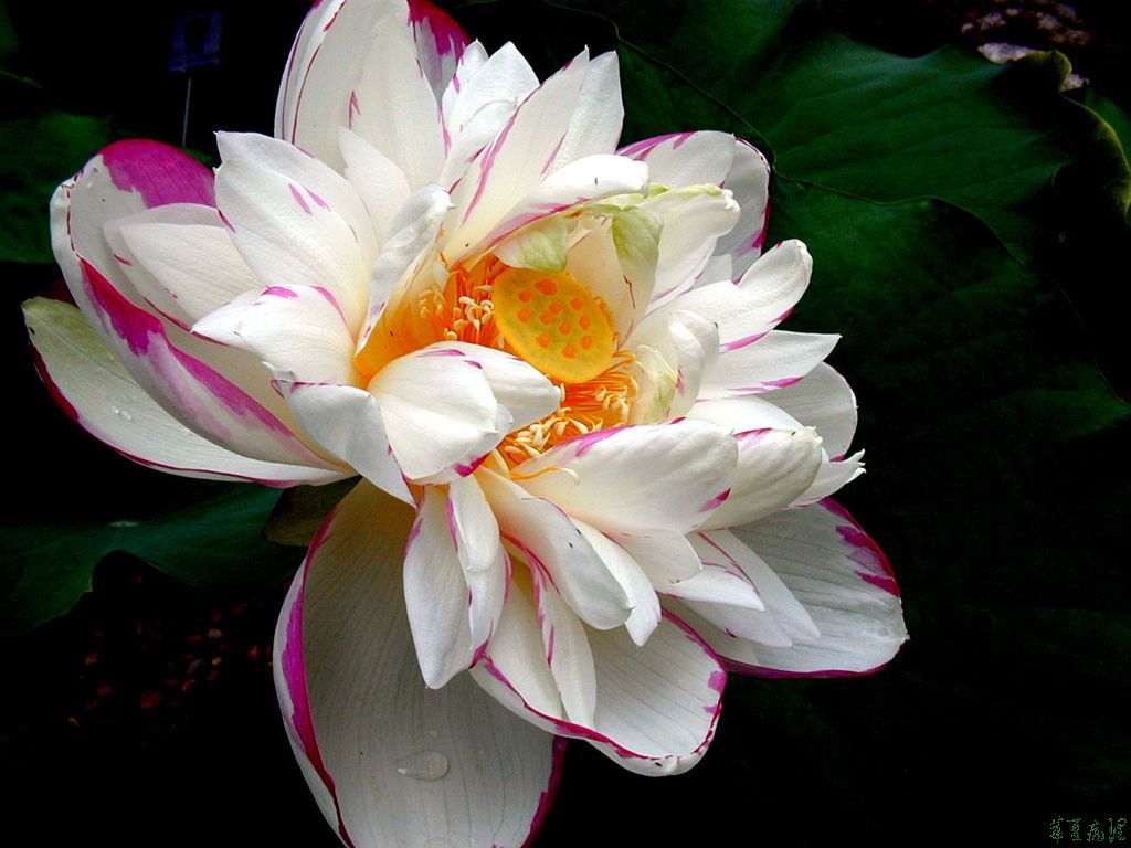 荷花（二）