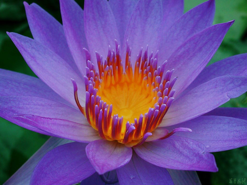 荷花（二）