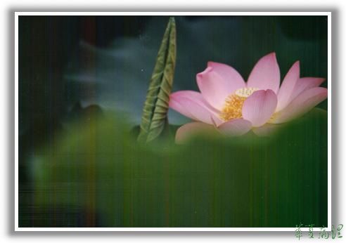 荷花（五）