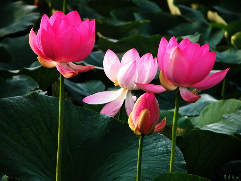 荷花（三）
