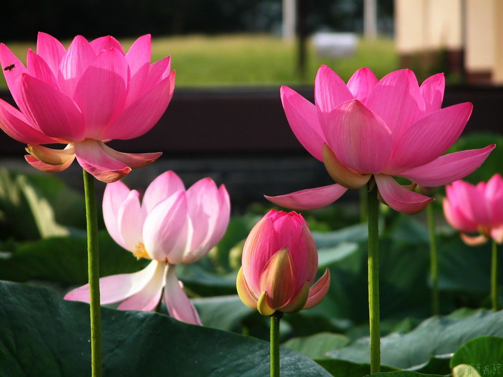荷花（三）