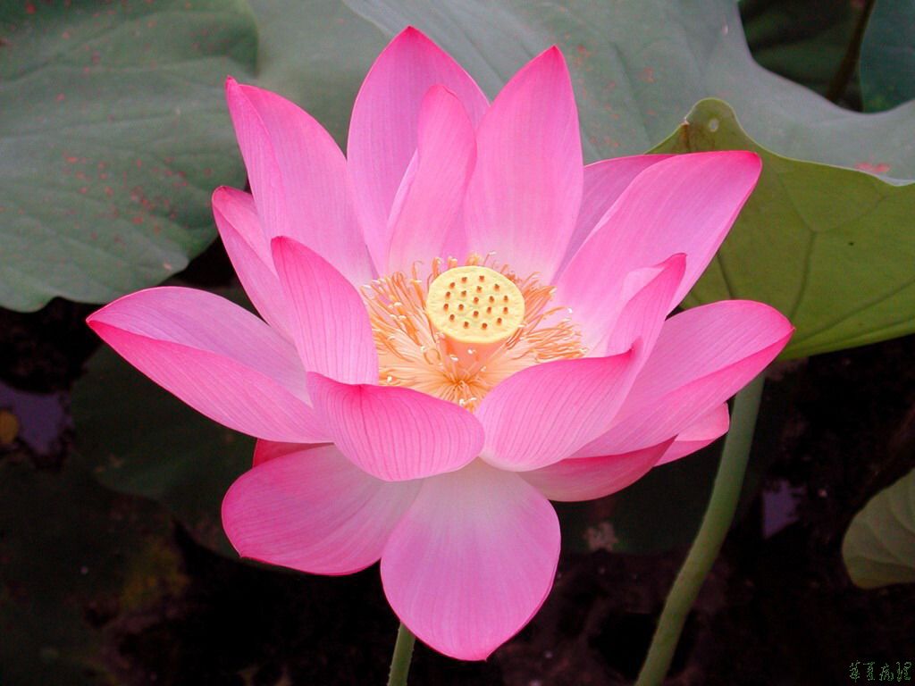 荷花（一）