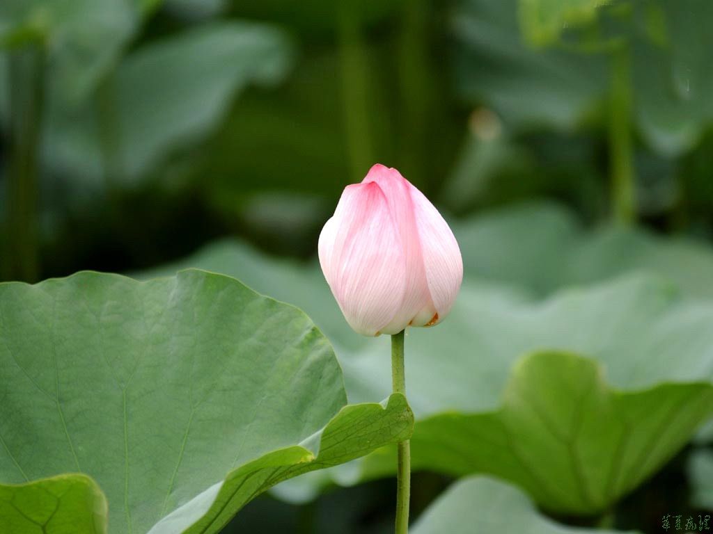 荷花（三）