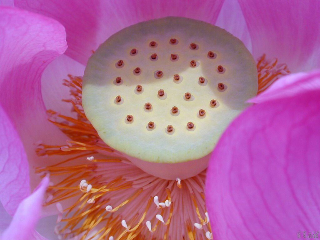 荷花（一）