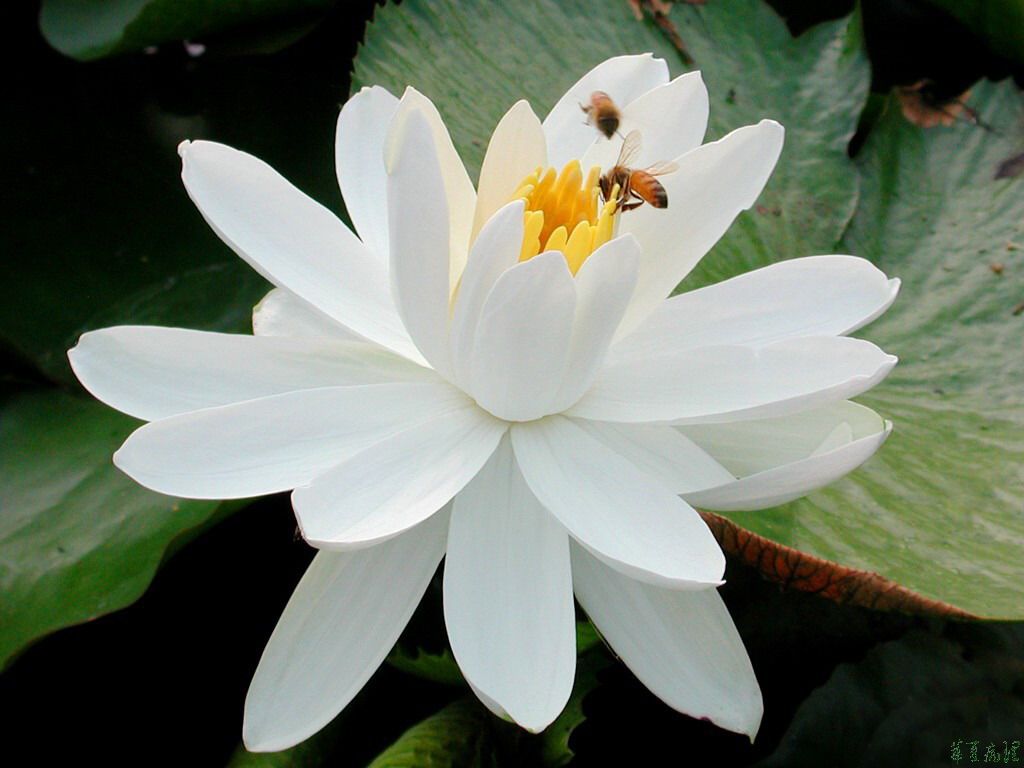 荷花（一）