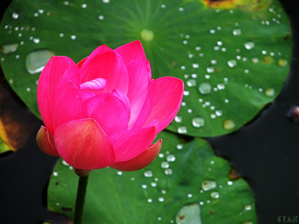 荷花（一）