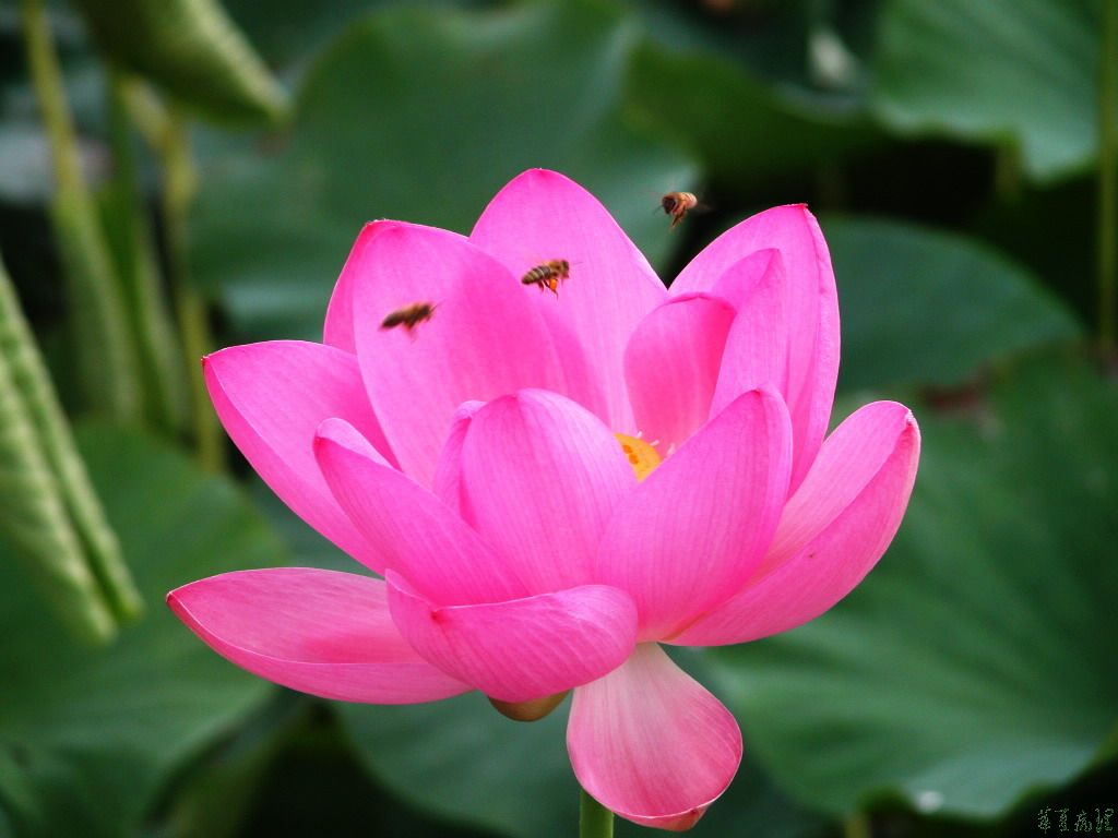 荷花（三）
