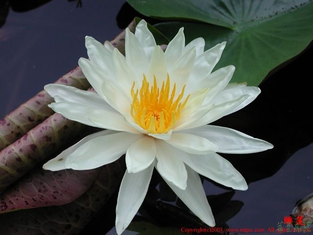 荷花（四）