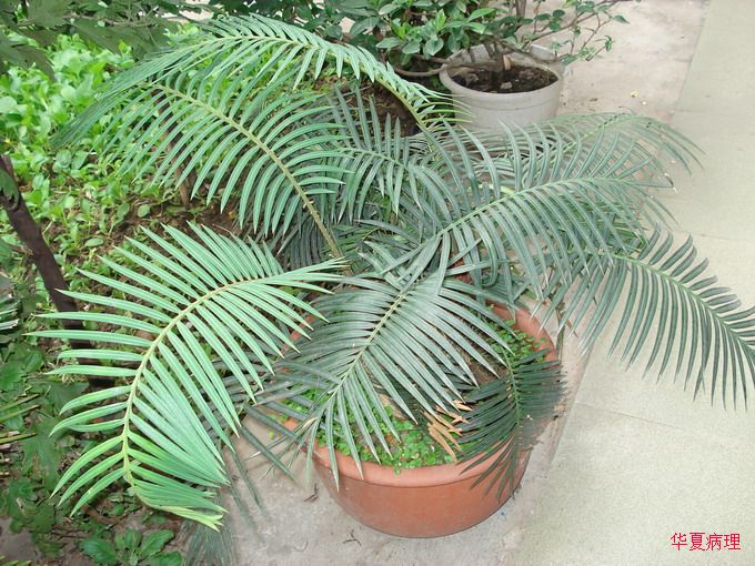 小院