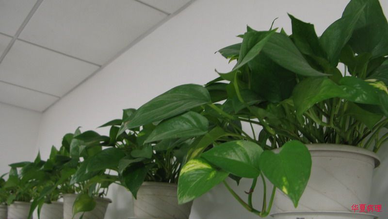 具有顽强生命力的“大白菜”！