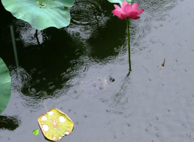 听雨荷叶下