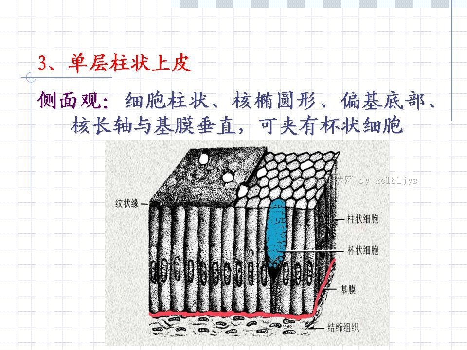 组织胚胎学-上皮组织图片